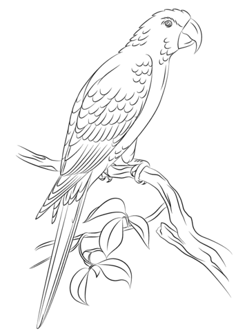 Jamaican Red Macaw Coloring Page